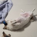 행복반점 이미지