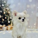 토비애견미용 이미지