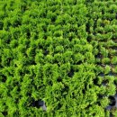 상록수농장 이미지