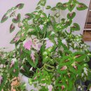 모아로한의원 | [중랑구한의원][중랑구교통사고][모아로한의원] 모아로 화초이야기