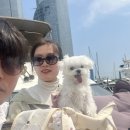 [부산여행] 수영강 요트 "브라보요트" 탑승 후기