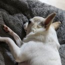 강아지 정거장 이미지