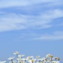 하얀언덕 이미지