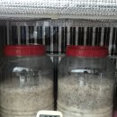 동두천 무형유산 대축제 | 제27회 경기도 무형유산대축제 :: 막걸리만들기 무료체험 후기