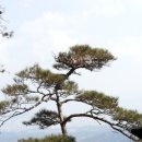 시향 이미지