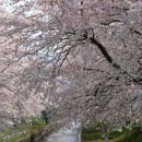 하나미(花見/꽃놀이)...일본의 벚꽃 이야기...^^ 이미지