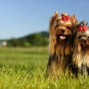 해운대동물메디컬센터 이미지