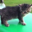 고냥이네 이미지