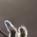 강아지 천국 이미지