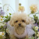 뽀드득 블랑스파 이미지