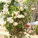 서준농장 이미지