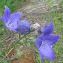 한방오리탕 이미지