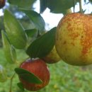 소슬농장 이미지