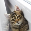 24시 바덴동물메디컬 이미지