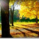 박신아 카카오 검색결과