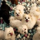 다녀오개 이미지