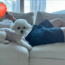 도그스푼 이미지