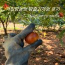 동산농장(2) | 가일밤동산 밤줍기체험 내돈내산 대만족 후기