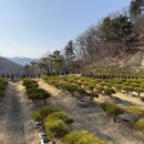 전제만목장 티스토리