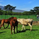 불로초목장 이미지