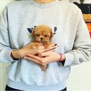 퍼피로그 강아지분양 창원점 이미지