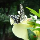 꽃과 나비 이미지