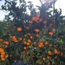 정석농장 이미지