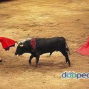 투우 이미지