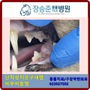 장승준동물치과병원 이미지