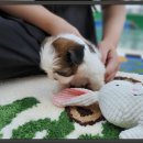 소문켄넬 | 가양시츄분양 성공 후기! 댕댕이와 행복 시작