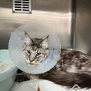 루나동물병원 | 메인쿤 고양이 대퇴골두 골절 수술 후기. 고관절 X-ray부터 회복 과정까지