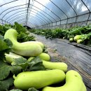 군산웰빙식품 이미지