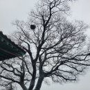 제주 성읍마을 한봉일 고택 이미지