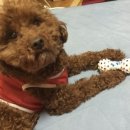 김씨네느릅나무족발 이미지