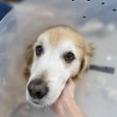 리움 동물의료센터 | 강아지 GDV 위확장 염전(꼬임) 위고정 수술 후기/대형견 응급수술/야간 응급수술 [24시 리움동물의료센터]