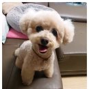 연극 청춘연가 이미지