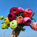 혜자농장 이미지