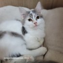 내방안 고양이 이미지