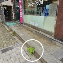 오동나무농장 이미지