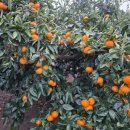 태연농장 이미지