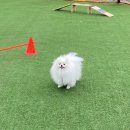 리츠펫 선물 이미지