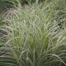 딕시랜드(dixieland) 이미지