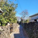 제주 소락 이미지