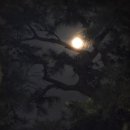 달빛 네이버블로그