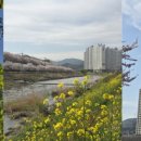 주촌 Daum카페