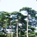관곡지 | 울진 가볼만한곳 월송정 울창한 송림의 관동8경