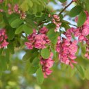 아카시아 이미지