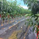 디딤돌농장 이미지