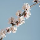 주촌임대