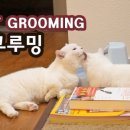 오드그루밍